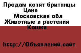 Продам котят британцы › Цена ­ 5 000 - Московская обл. Животные и растения » Кошки   